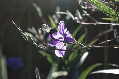 Close-up of butterfly on purple flower