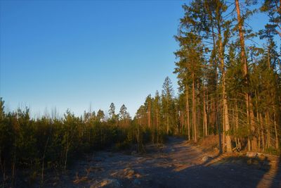 Trees growing in forest against clear sky