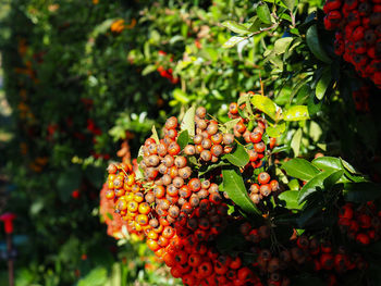 Close-up of berries growing on tree