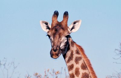 Close-up of giraffe against sky