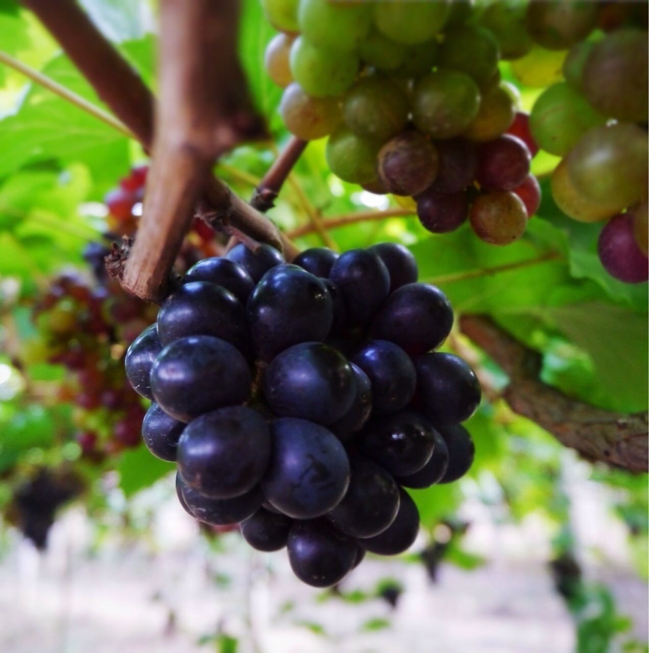 fruit, food and drink, healthy eating, food, freshness, grape, growth, tree, bunch, ripe, berry fruit, close-up, vineyard, focus on foreground, hanging, leaf, branch, growing, nature, agriculture