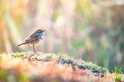 Close-up of bird perching on plant