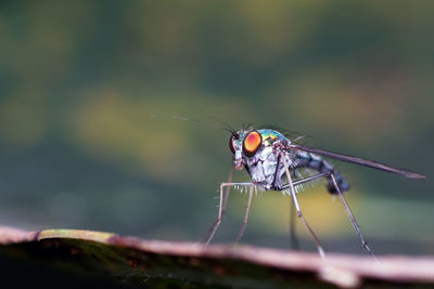 Close-up of dragonfly on plant