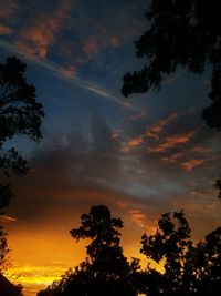 Silhouette of trees at sunset