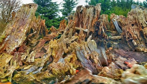 Rocks on tree trunk