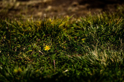 High angle view of moss growing on field