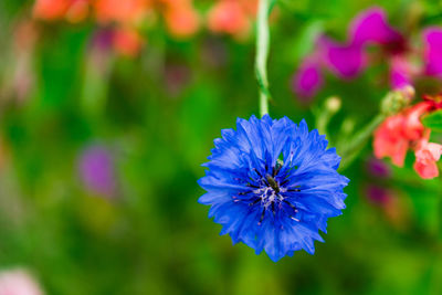 A wild flower with a fly feeding on the pollen on a sunny summers day