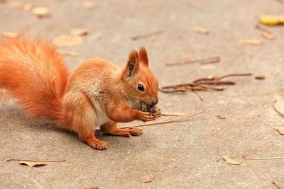 Portrait of an orange squirrel who found a walnut and nibbles it.