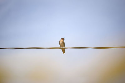 Swallow bird