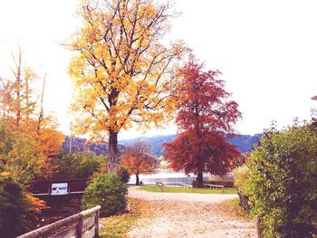 Trees in autumn against clear sky