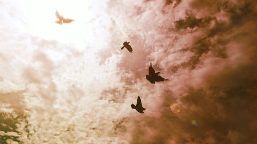 Low angle view of bird flying in sky