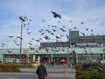 Birds flying over city against sky