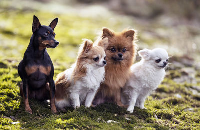 Two dogs sitting on field