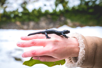 Close-up of hand holding leaf