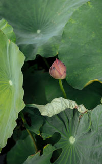 Close-up of pink lotus water lily