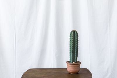 Cereus cactus plant on the window sill with a white curtain.