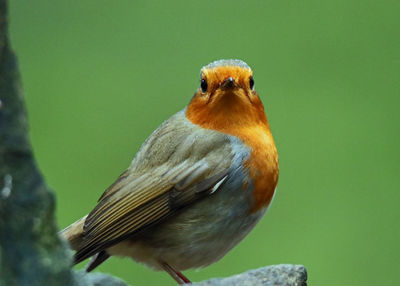 Close-up of bird perching on leaf