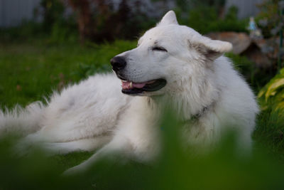 White dog looking away