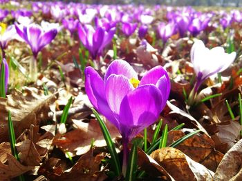 Close-up of purple flowers blooming in field