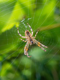 Close-up of spider on web