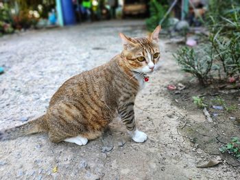 Cat looking away on footpath