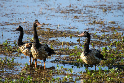 Family of magpie goose at a billabong, yellow water