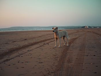 View of a dog on beach