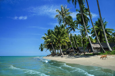 Palm trees by sea against sky