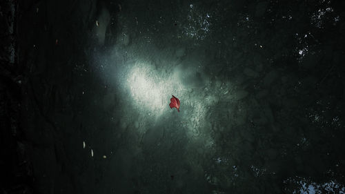 High angle view of person swimming in sea