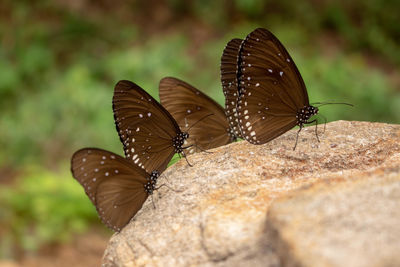 Butterfly on leaf