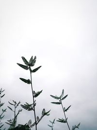 Low angle view of plant against clear sky