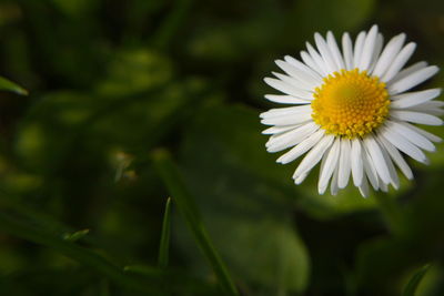 Close-up of white daisy blooming outdoors