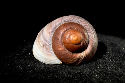 Close-up of snail against black background