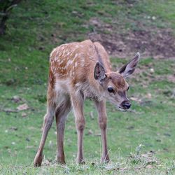 Deer standing on grass