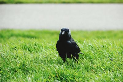 Close-up of bird perching on grass