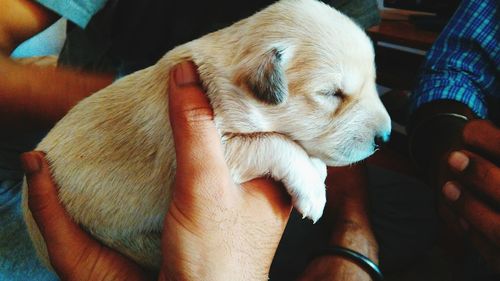 Midsection of man holding puppy