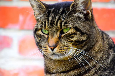 Close-up of a cat looking away