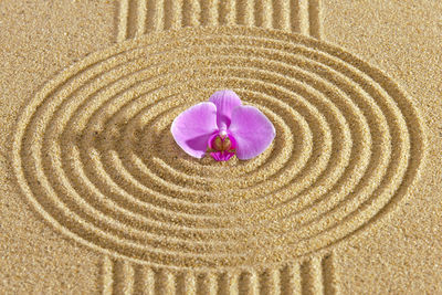 Close-up of pink flower on sand