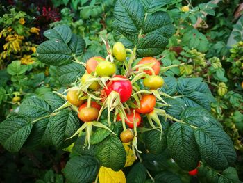 Close-up of fruits on tree