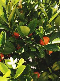 Close-up of berries growing on tree