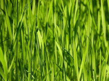 Full frame shot of fresh green field