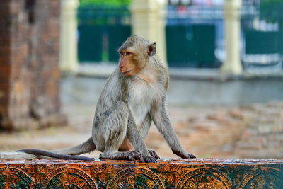 Monkey sitting against building