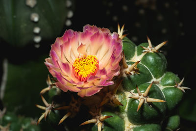 Close-up of pink flowering plant