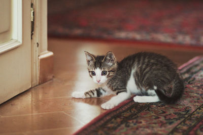 Portrait of cat