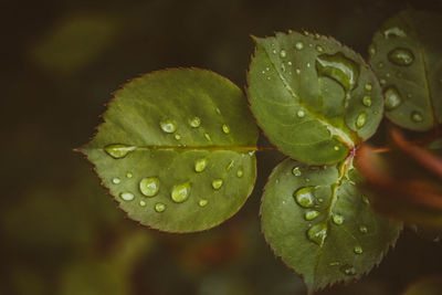 Close-up of raindrops on leaves
