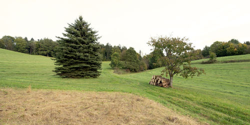 Scenic view of trees on field against sky