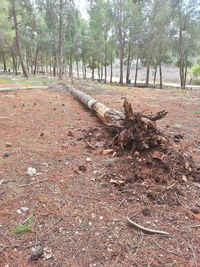 Road passing through forest