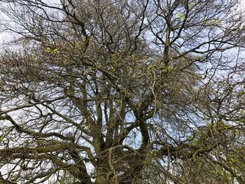 Low angle view of trees in forest against sky