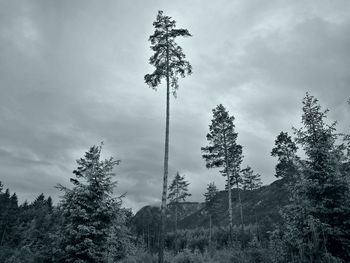 Low angle view of trees against sky