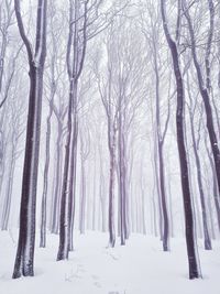 Bare trees on snow covered land